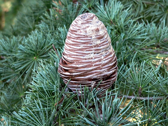 {Cedrus deodara}
